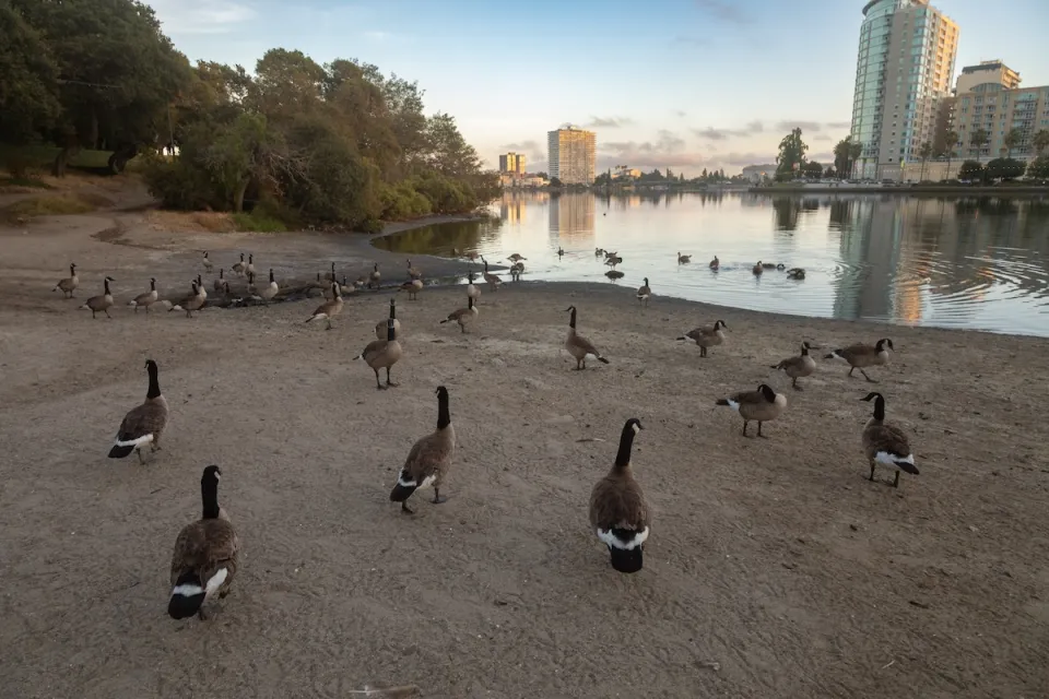 Canada geese sitting on shore of Lake Merritt in Oakland, California.